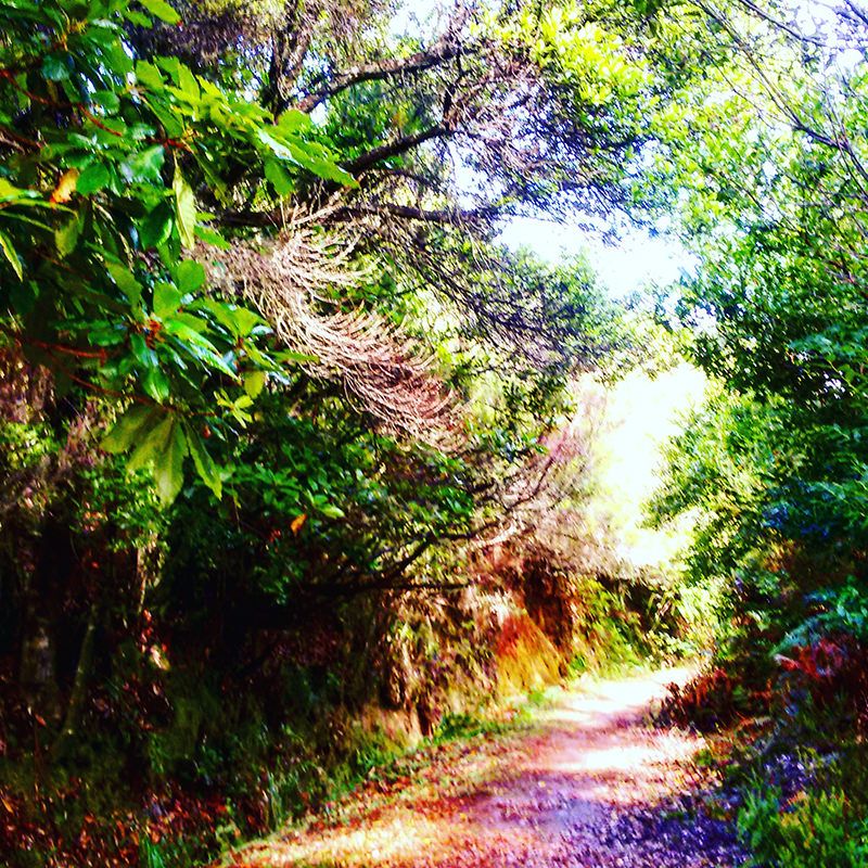 Wild North Jeep Forest Tour