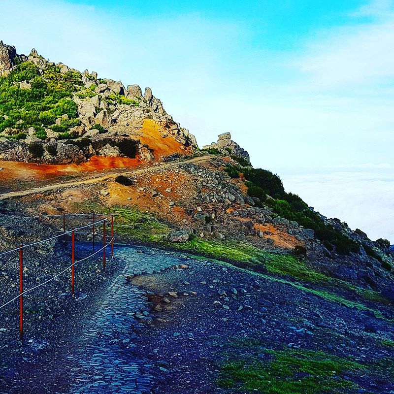 Old Forest - East Tour